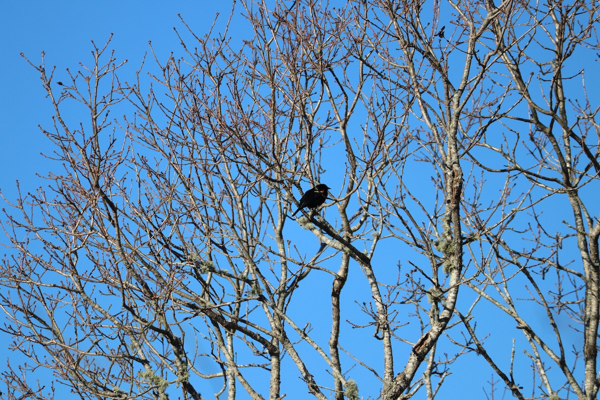 Red-winged Blackbird - ML145646121