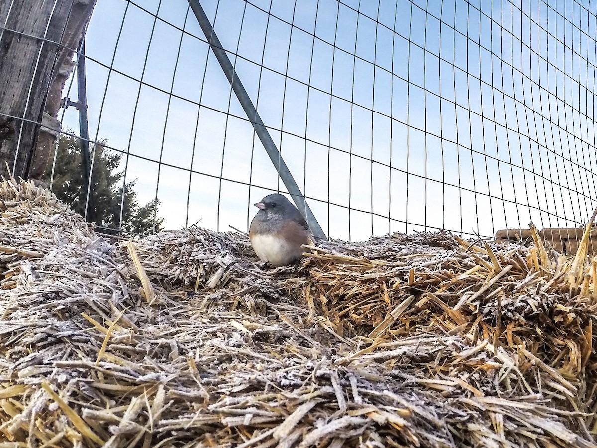 Dark-eyed Junco (Pink-sided) - ML145646781