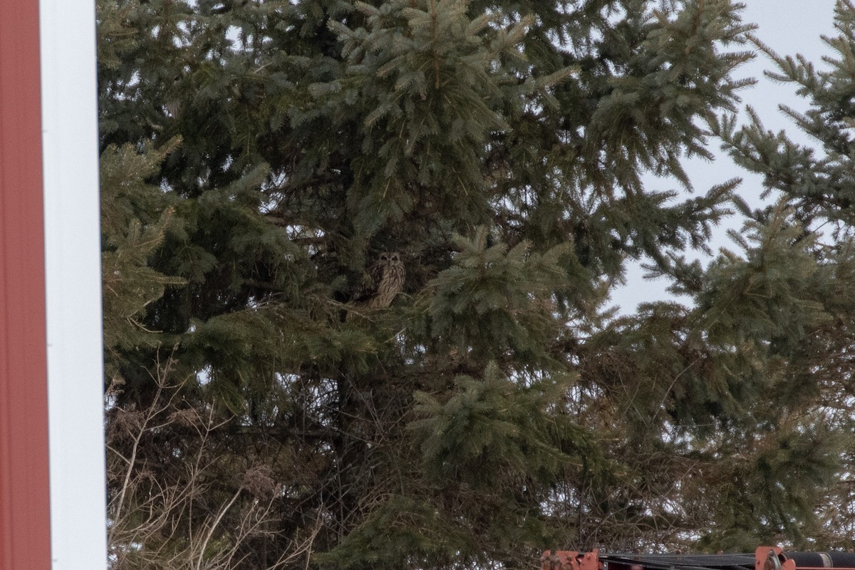 Хулгар гуйванга - ML145647761