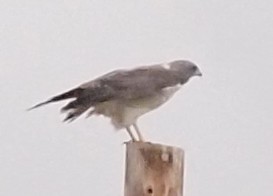 White-tailed Hawk - ML145648311