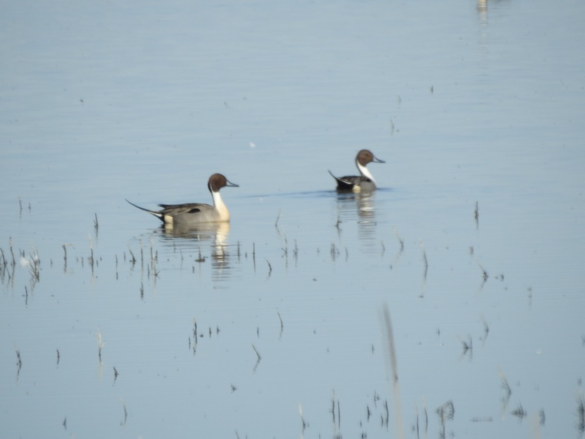 Northern Pintail - ML145649371