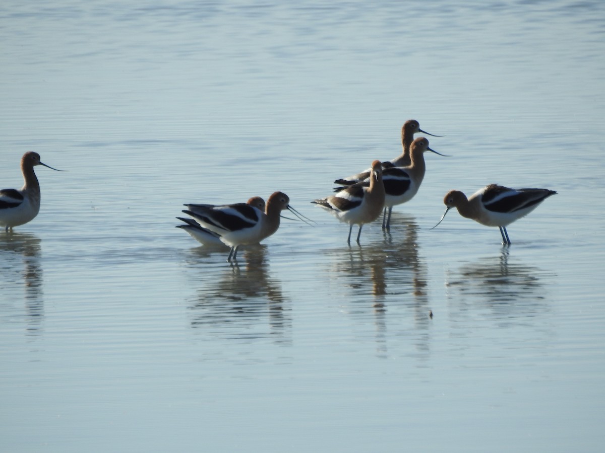 American Avocet - ML145650221