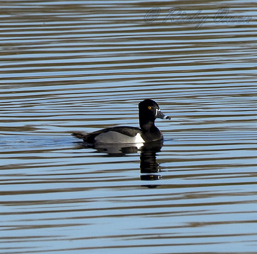 Ring-necked Duck - Ricky Owen