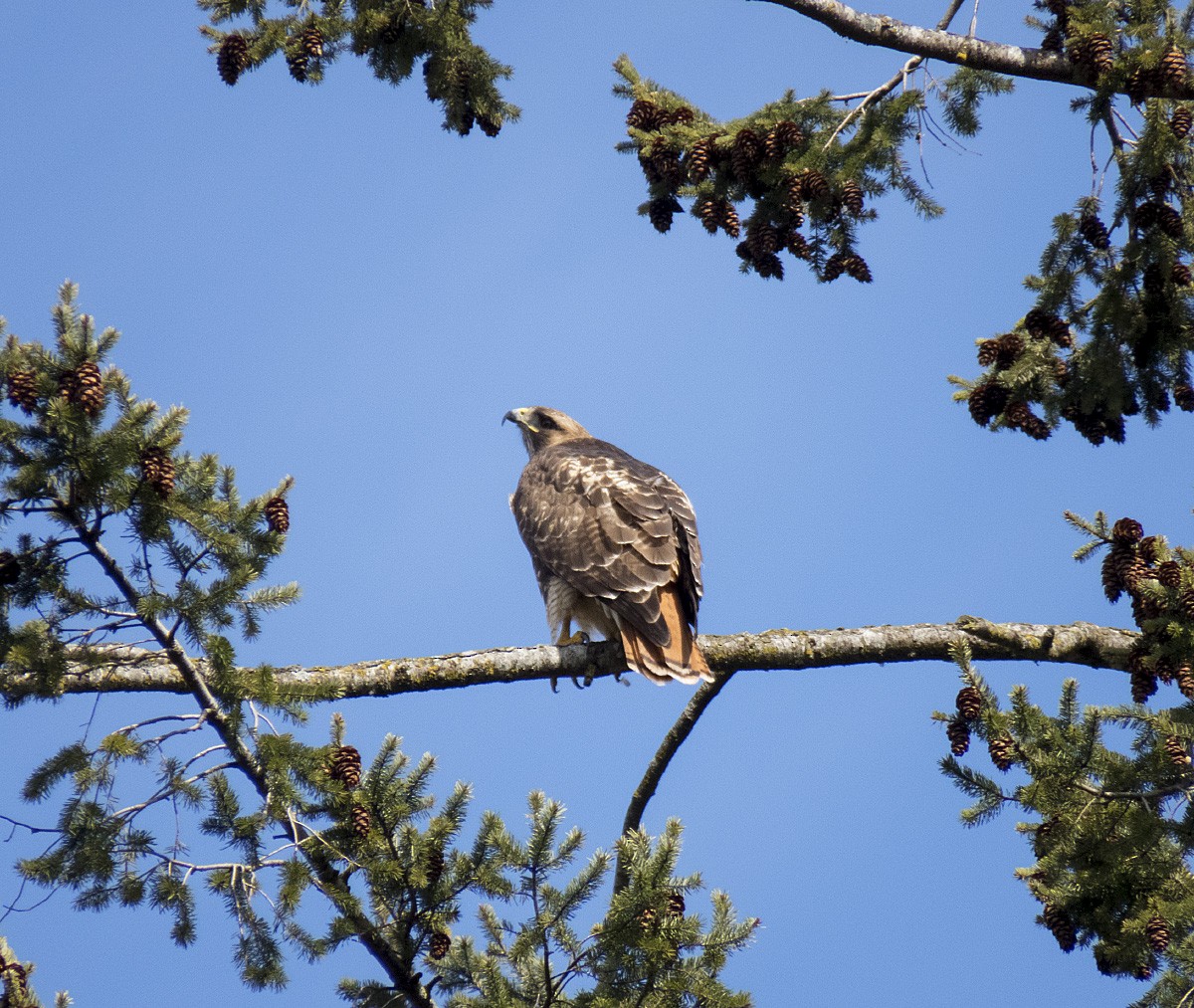 Red-tailed Hawk - ML145653731