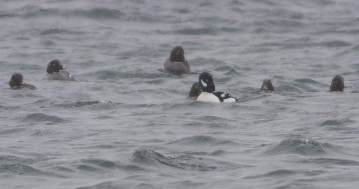 Barrow's Goldeneye - ML145654831