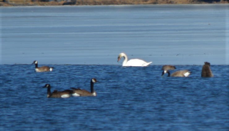 Cygne tuberculé - ML145655711