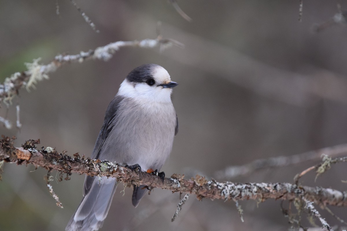 Canada Jay - ML145656731