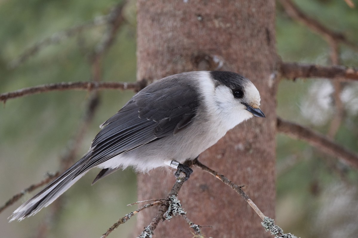 Canada Jay - ML145656741