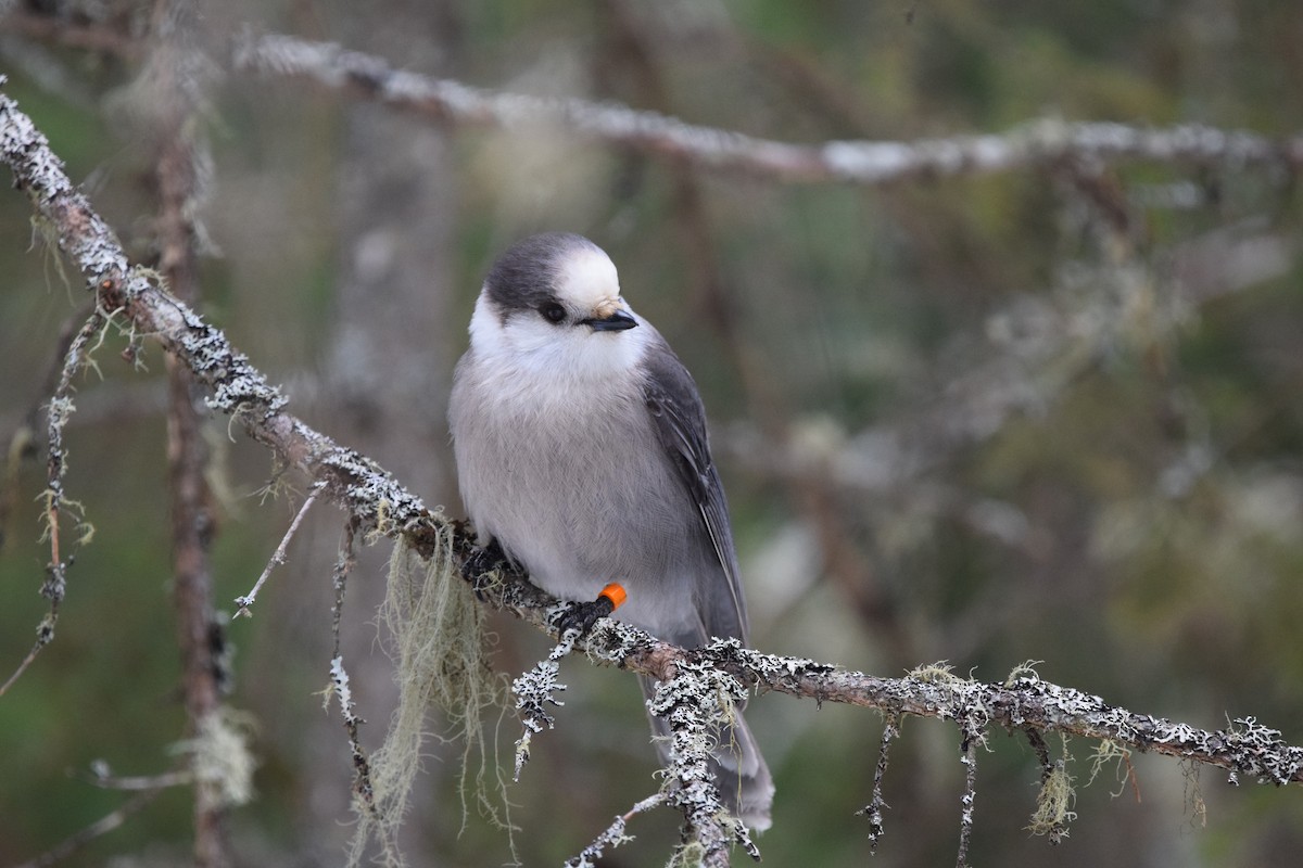 Canada Jay - ML145656751
