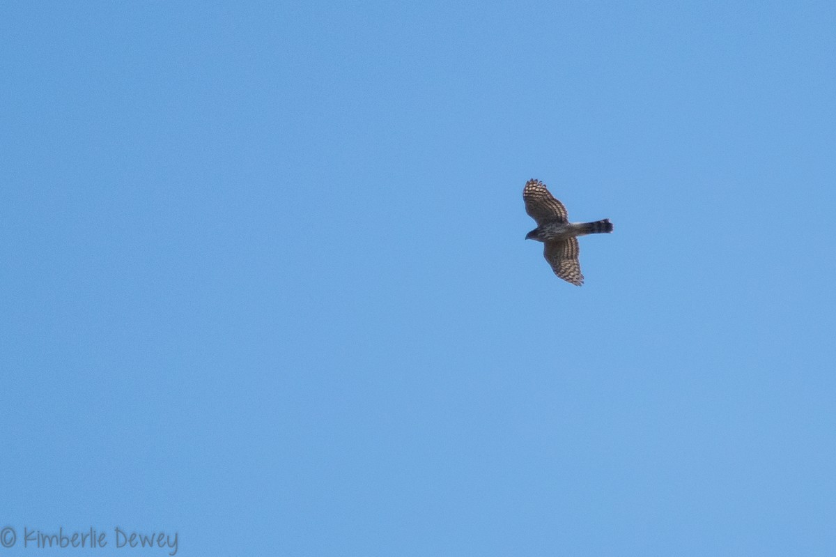 Cooper's Hawk - ML145656771
