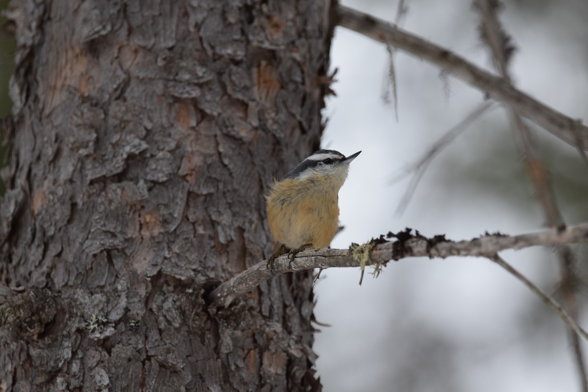 Red-breasted Nuthatch - ML145657241