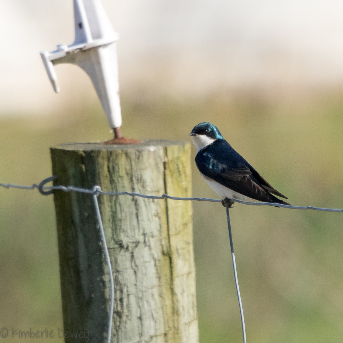 Tree Swallow - ML145657361