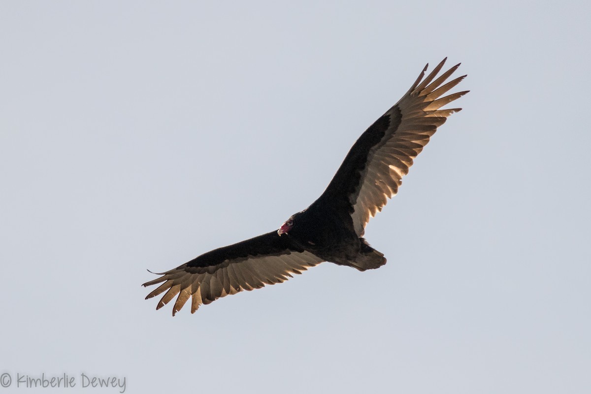 Turkey Vulture - ML145657431