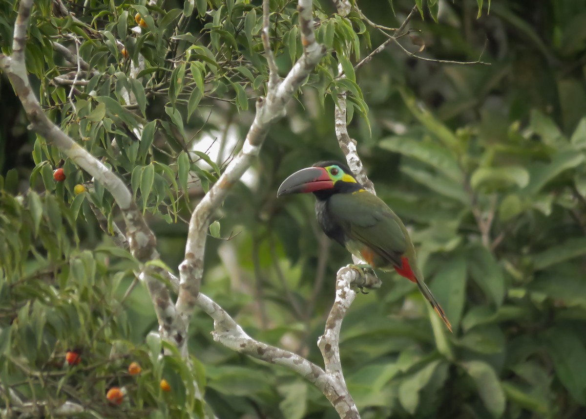 Guianan Toucanet - ML145658581