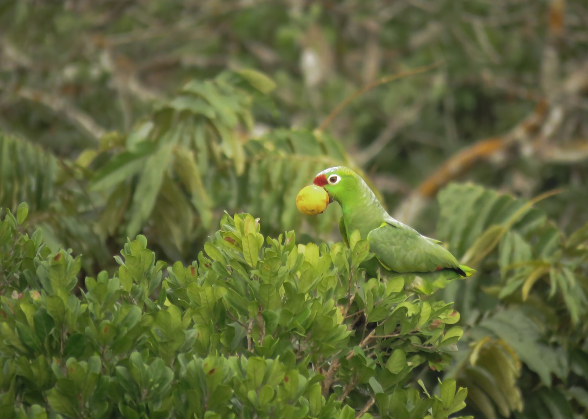 Red-lored Parrot (Diademed) - ML145658691