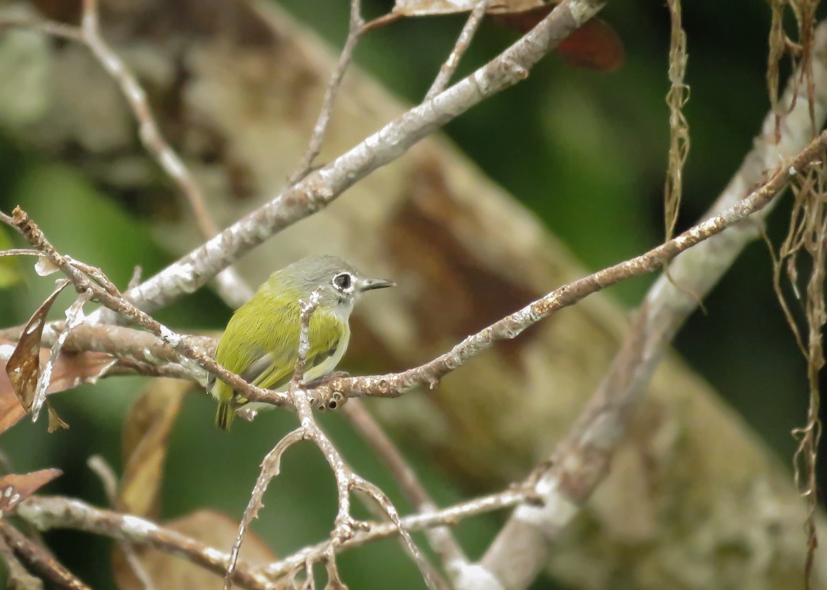 Short-tailed Pygmy-Tyrant - Arthur Gomes