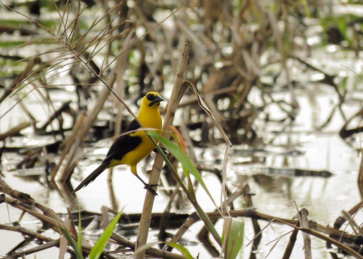 Oriole Blackbird - ML145659781