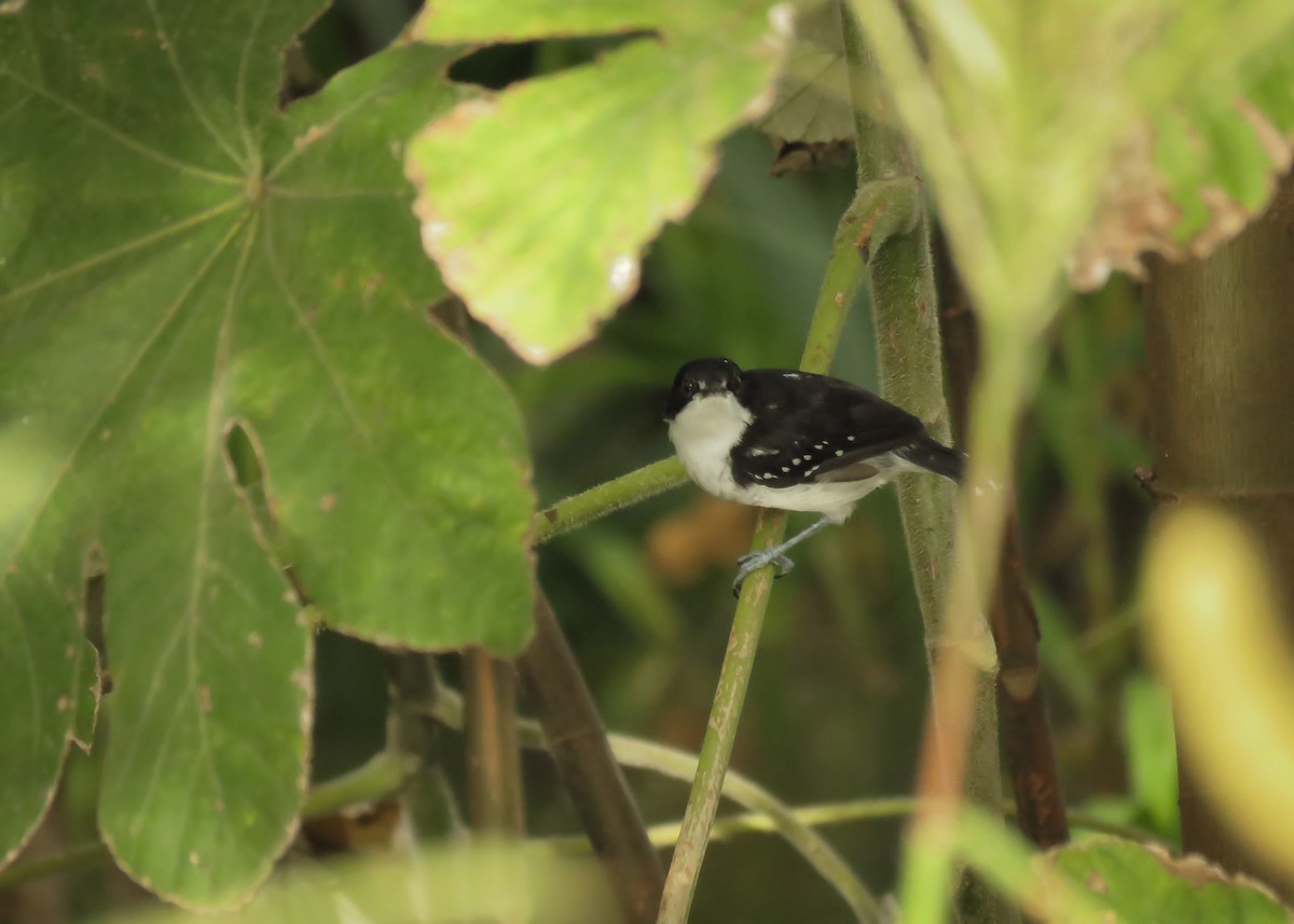Black-and-white Antbird - ML145660241