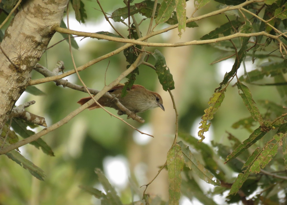 Parker's Spinetail - ML145660291