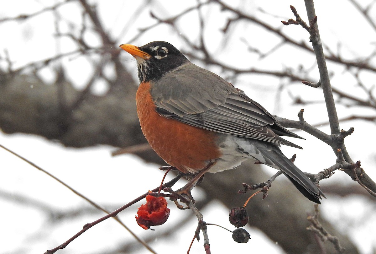 American Robin - ML145660571