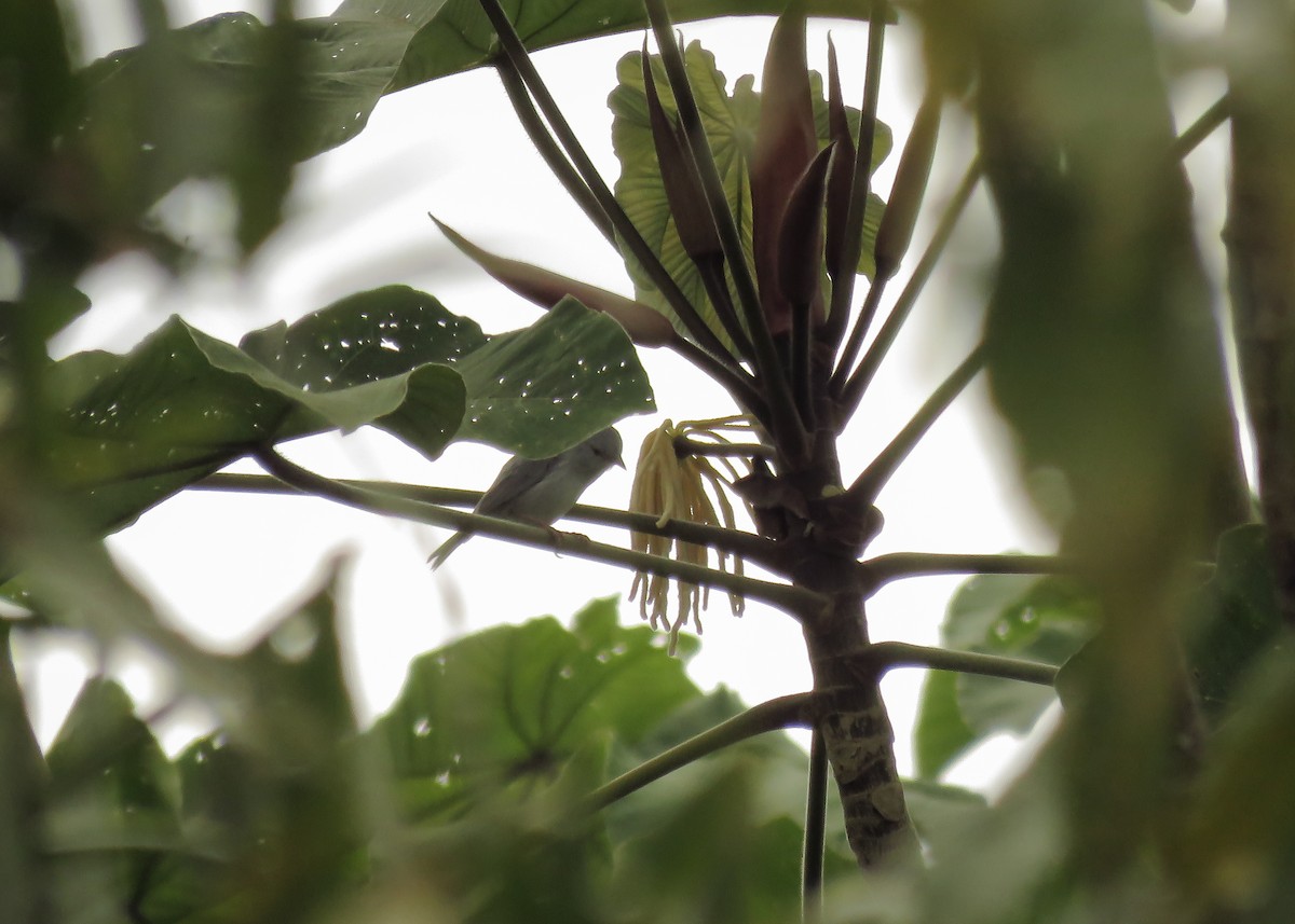 Pearly-breasted Conebill - ML145660991