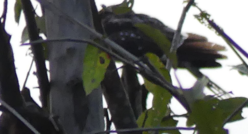 Ladder-tailed Nightjar - ML145661901