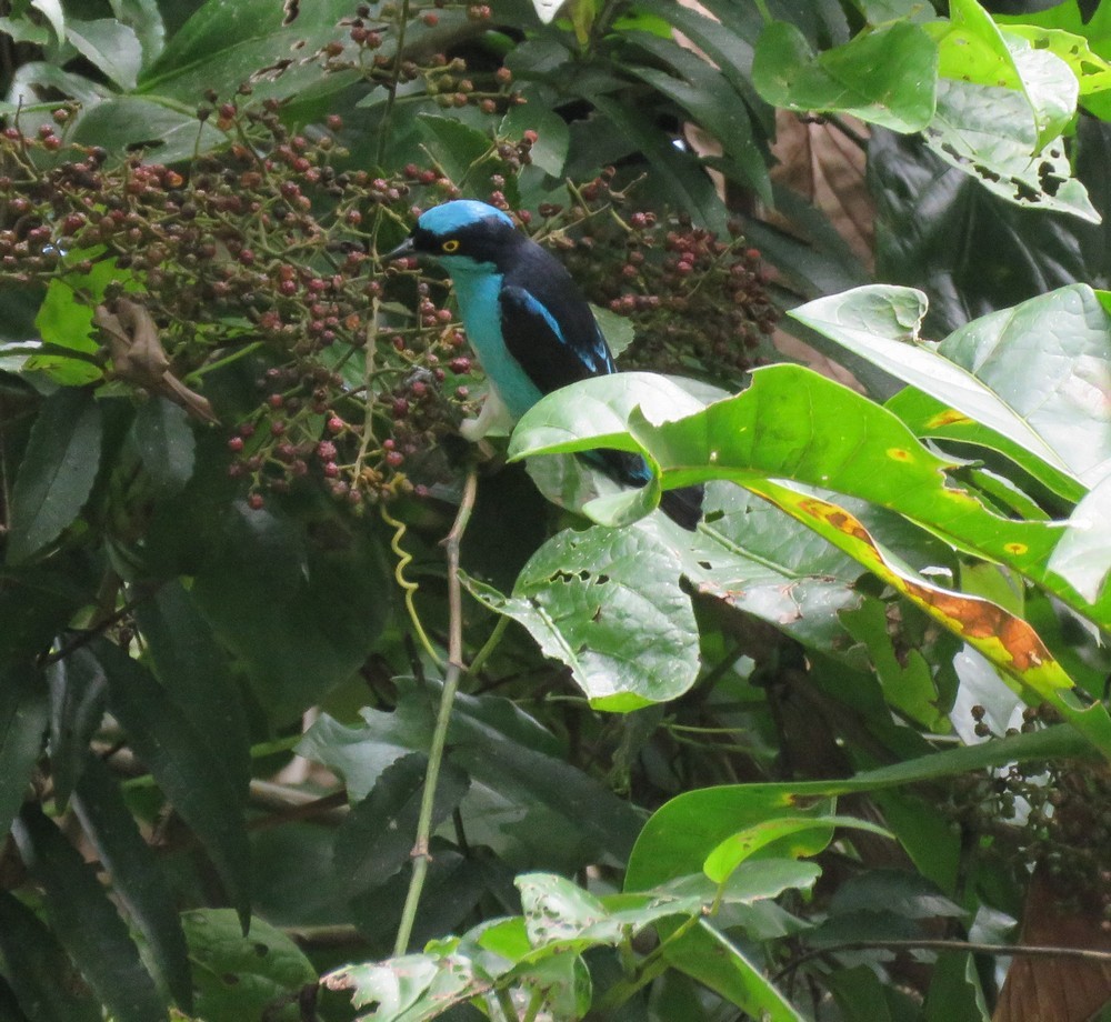 Black-faced Dacnis - ML145662181