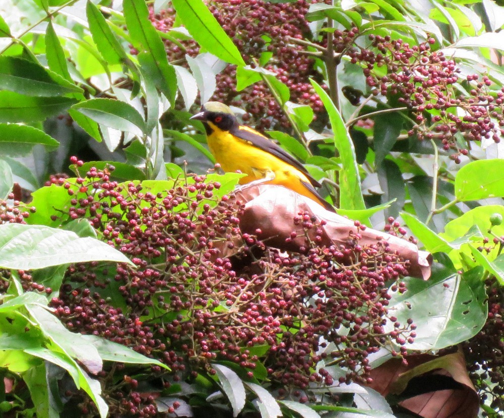 Yellow-bellied Dacnis - ML145662201