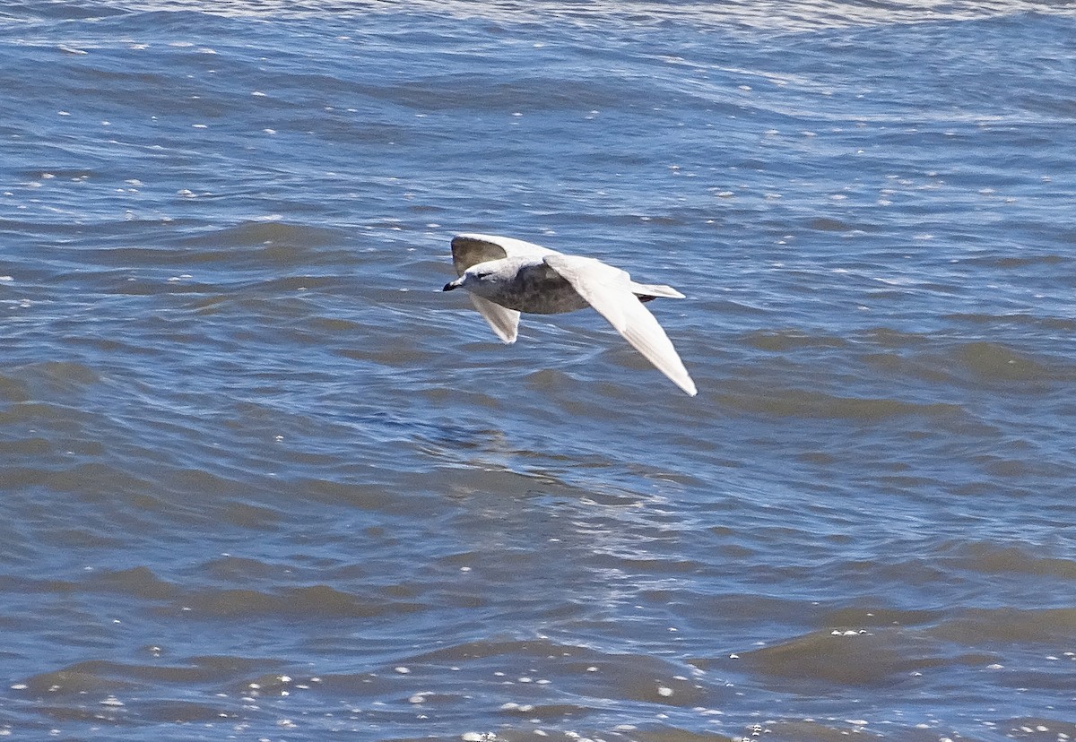 Iceland Gull (kumlieni) - ML145664251