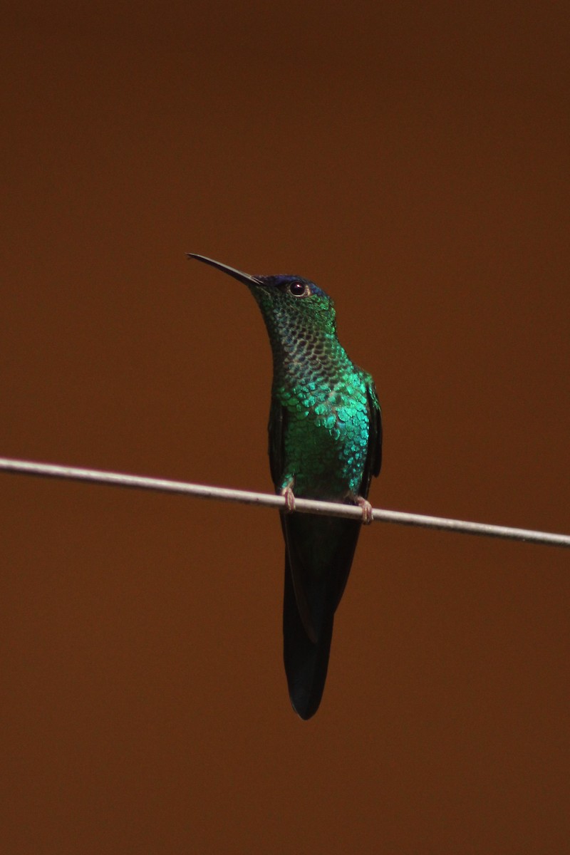 kolibřík fialovotemenný - ML145666761