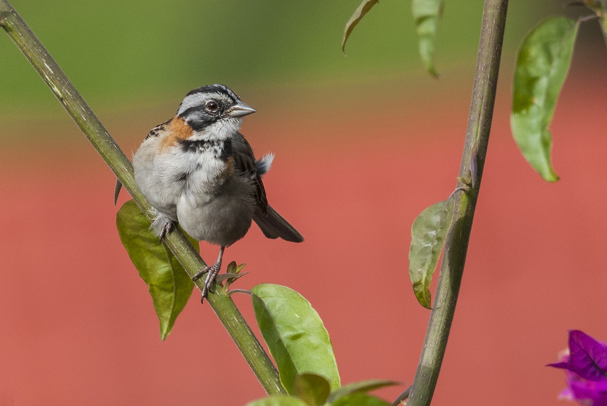Rufous-collared Sparrow (Rufous-collared) - Markus Craig