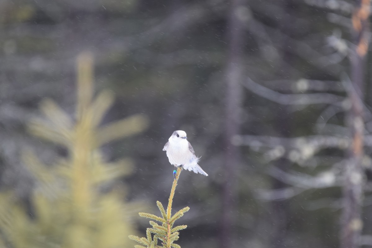 Canada Jay - ML145668301