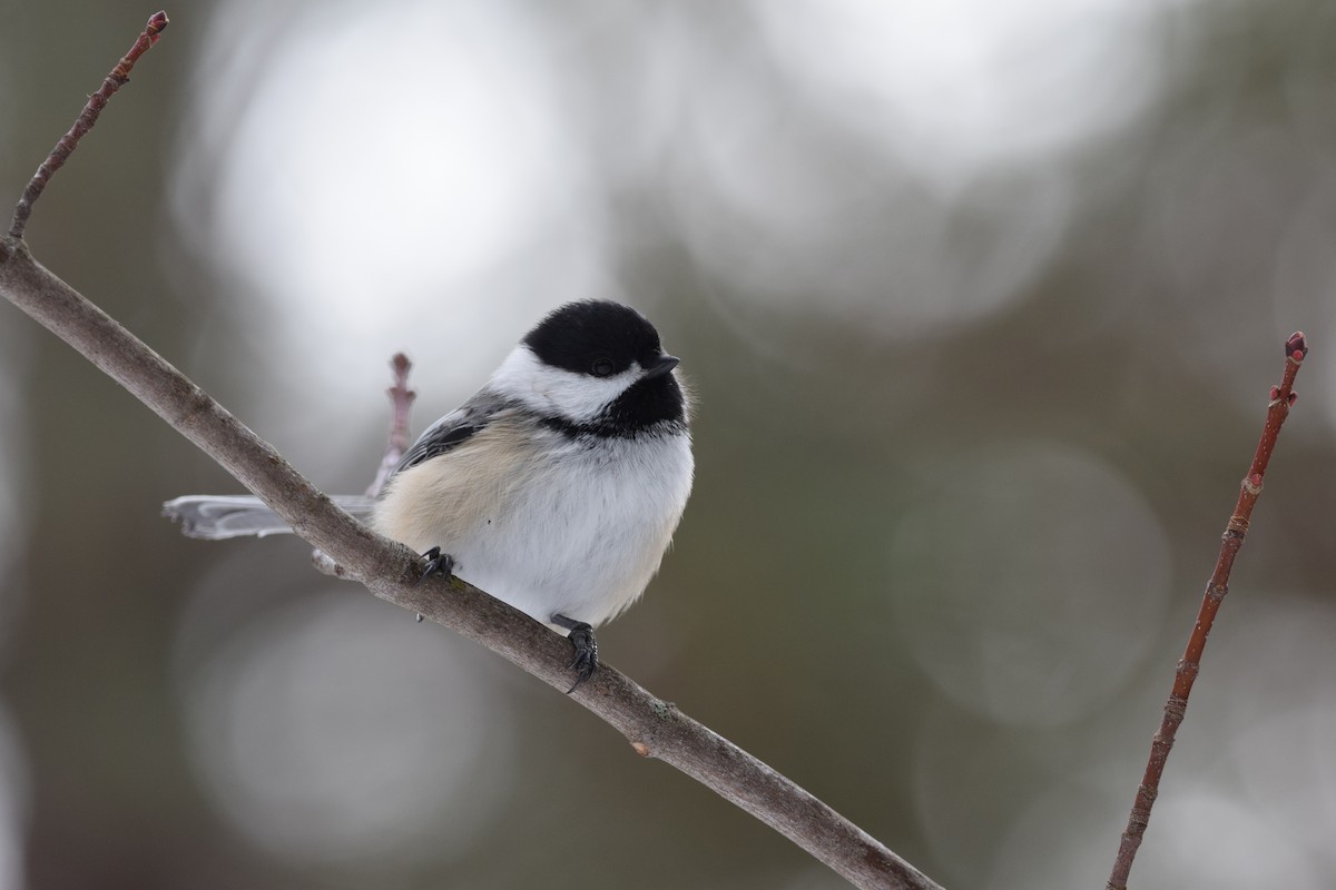 Black-capped Chickadee - ML145668341