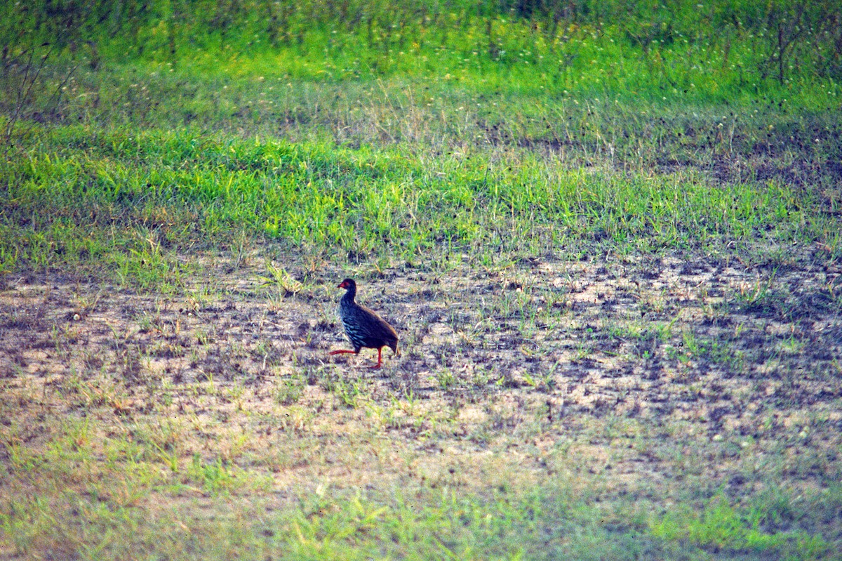 Red-necked Spurfowl - Diane Thomas