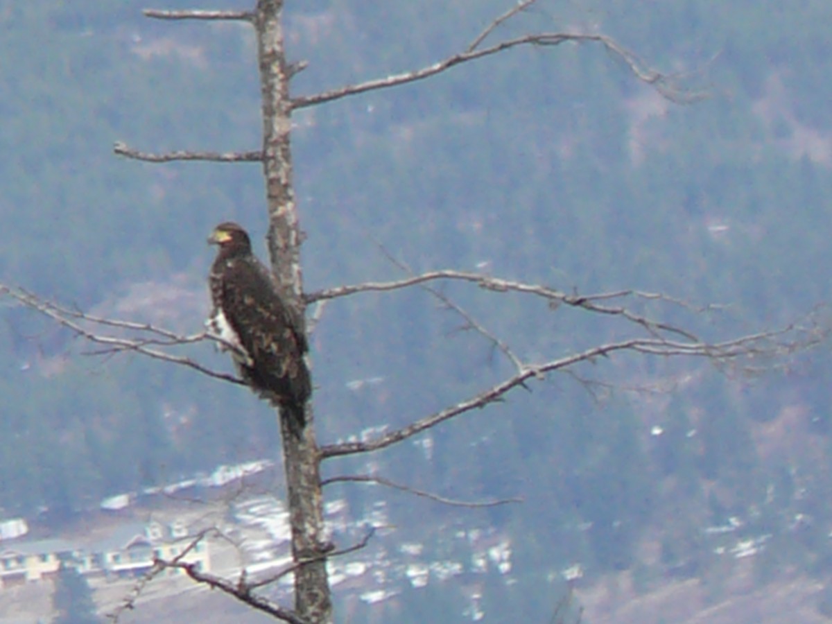 Bald Eagle - ML145670411