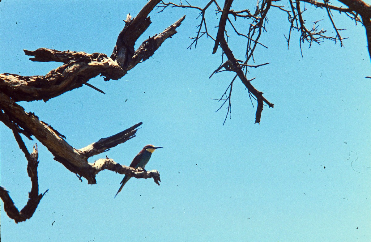 European Bee-eater - ML145670871