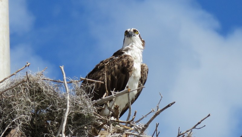 Osprey - Manu Santa-Cruz