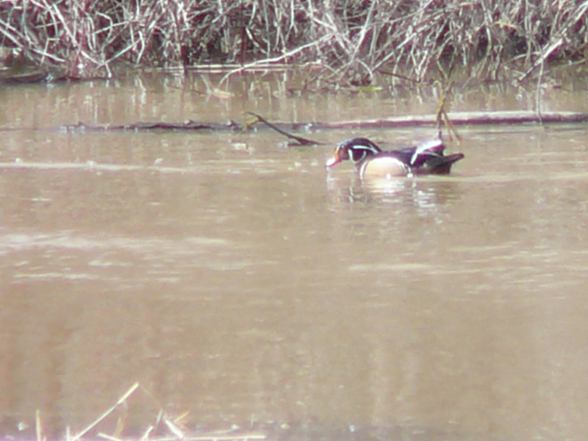 Wood Duck - ML145672631