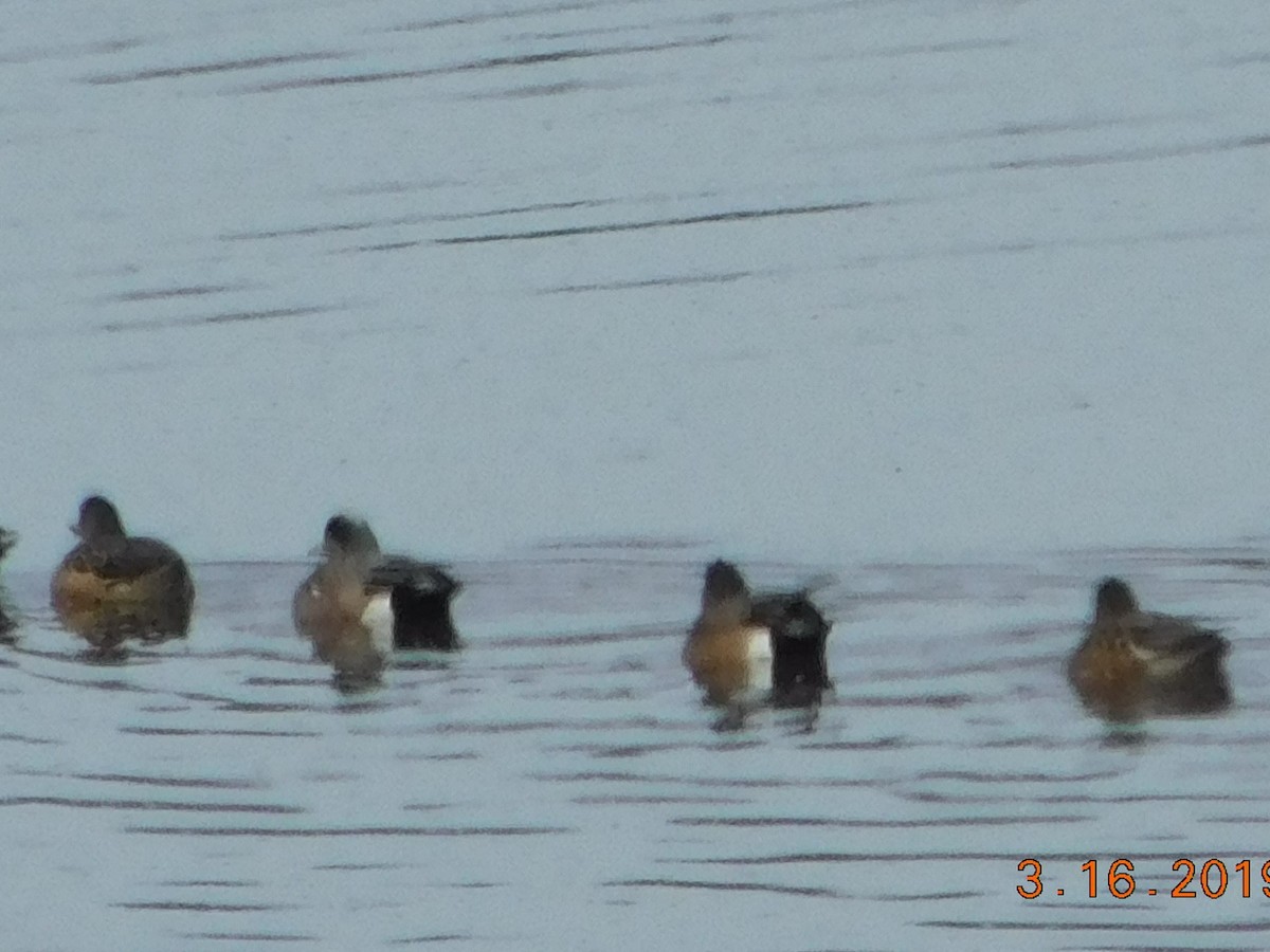 American Wigeon - ML145673851