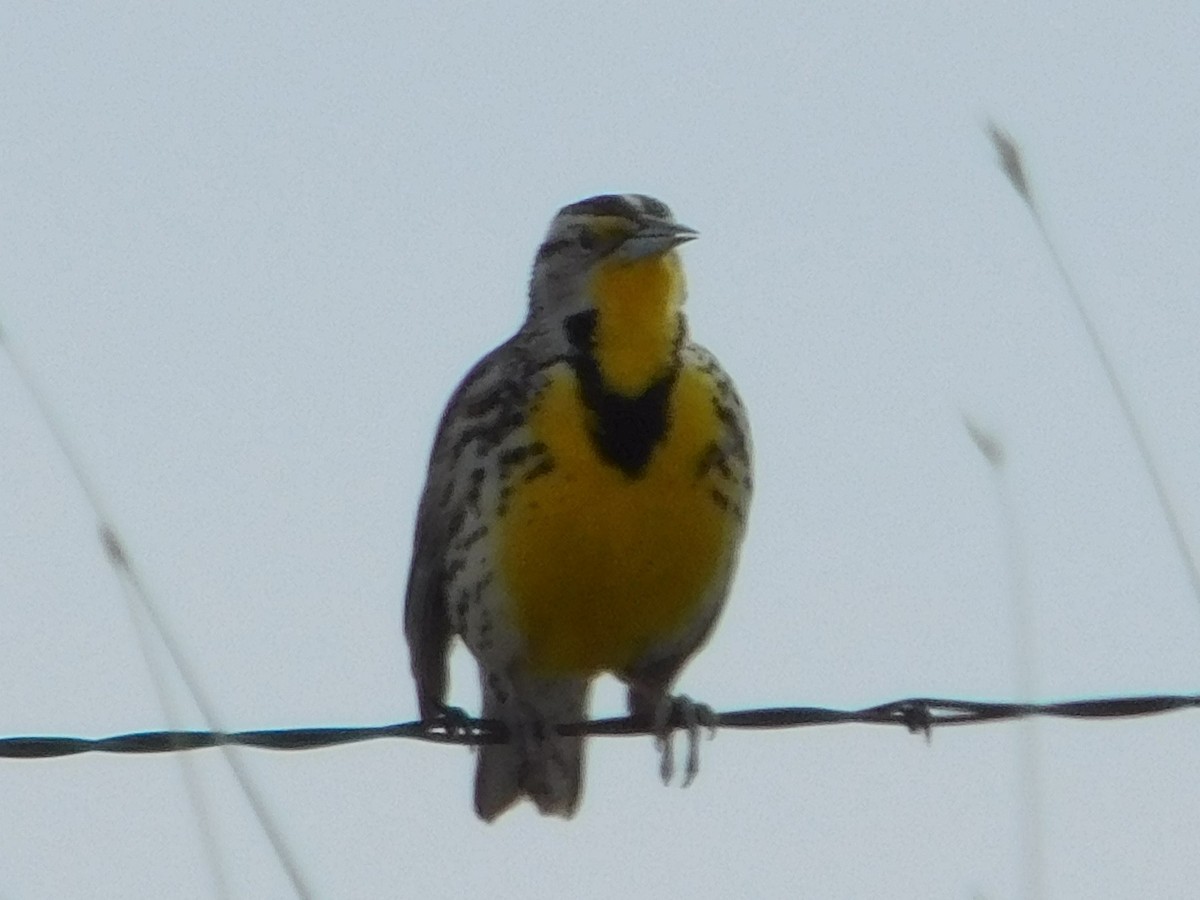 Western Meadowlark - ML145673981