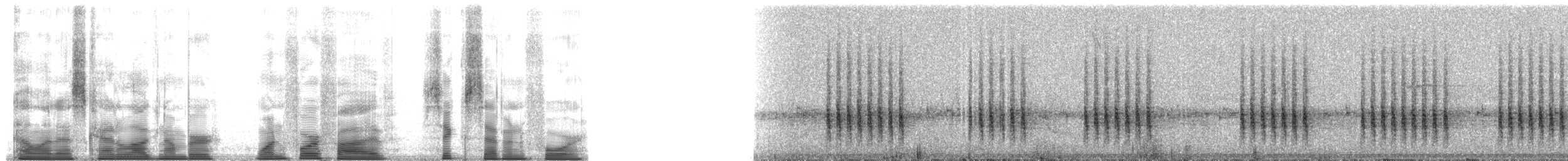 Schmalschnabeltodi - ML145674