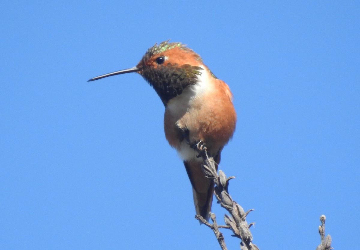 Allen's Hummingbird - ML145674871