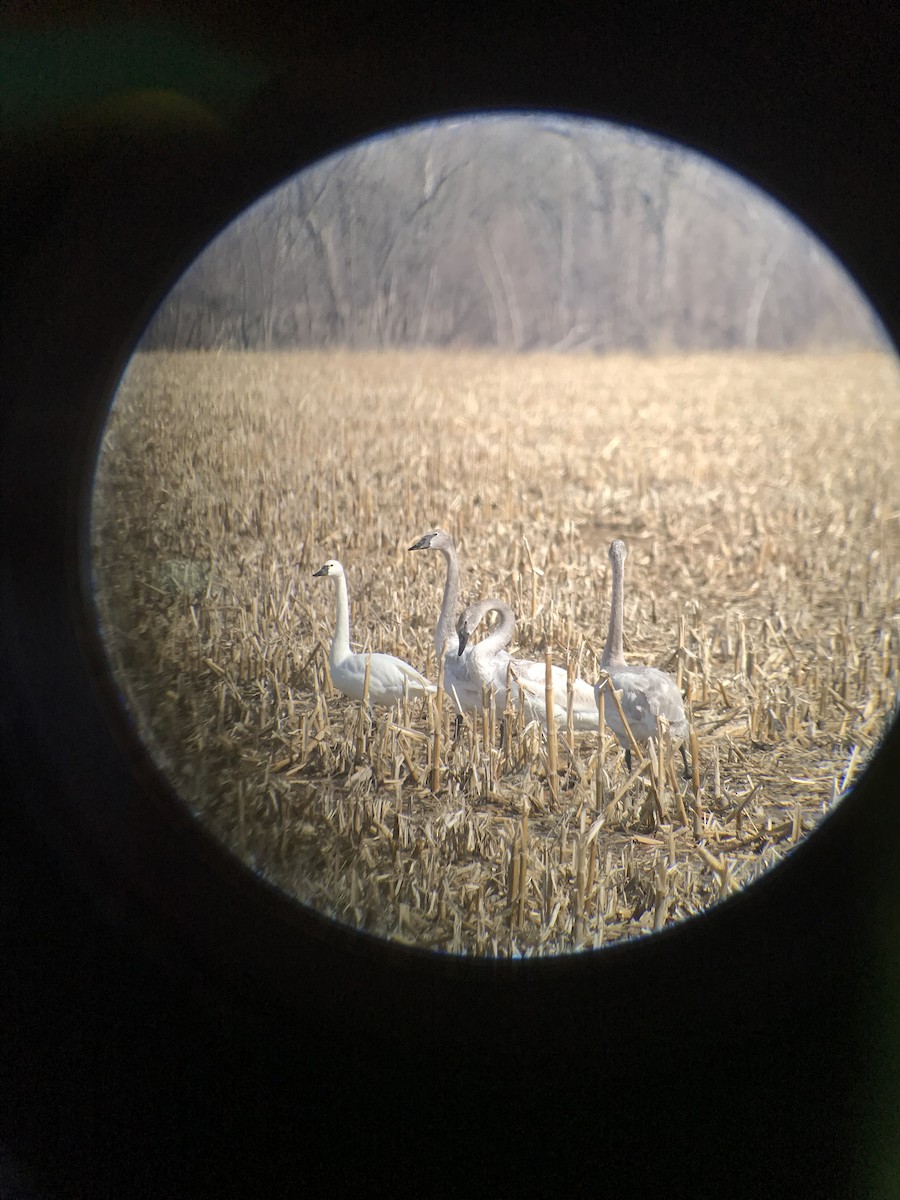 Tundra Swan - Dylan Beyer