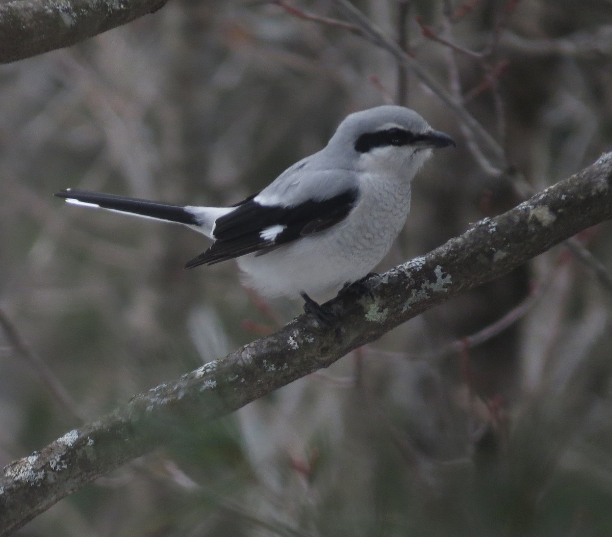 Northern Shrike - Amy Lawes