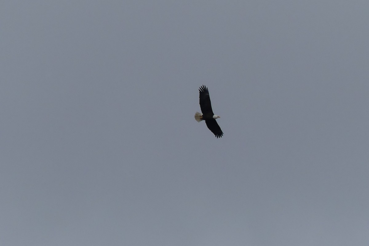 Bald Eagle - ML145678201