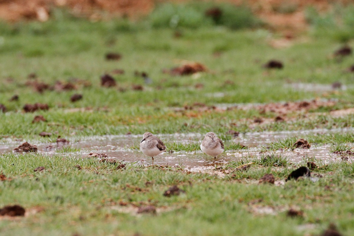 Temminck's Stint - Linda Widdop