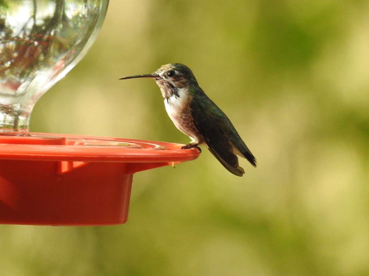 Calliope Hummingbird - ML145680381