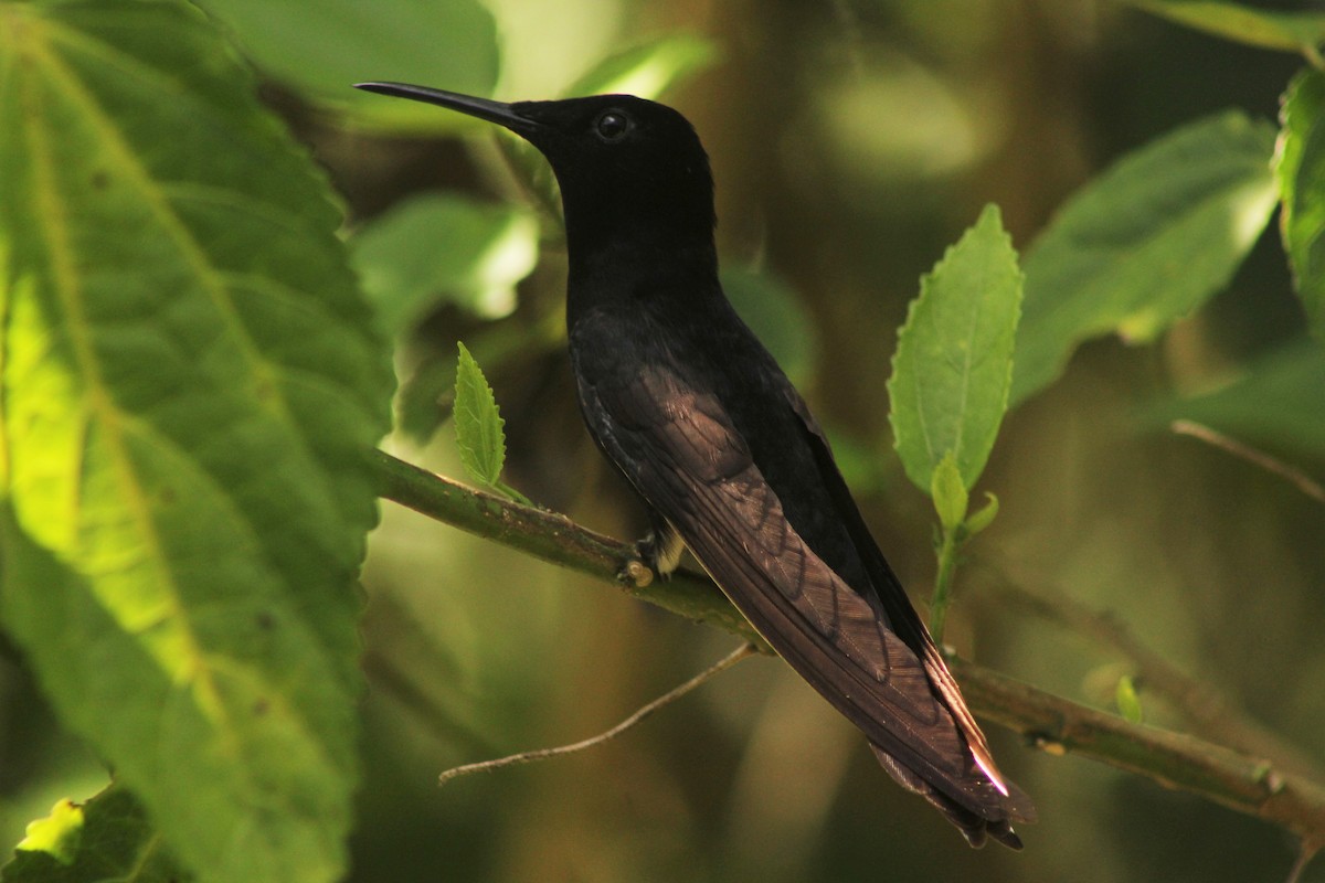 kolibřík černobílý - ML145681121