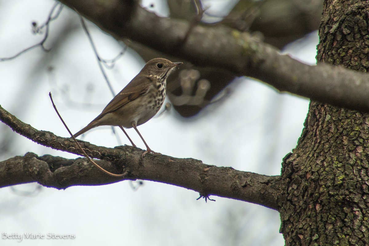 Hermit Thrush - ML145681371