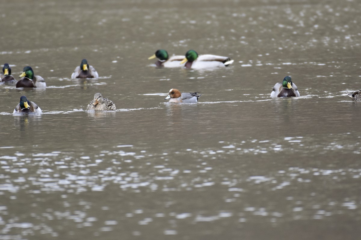 Canard siffleur - ML145681561